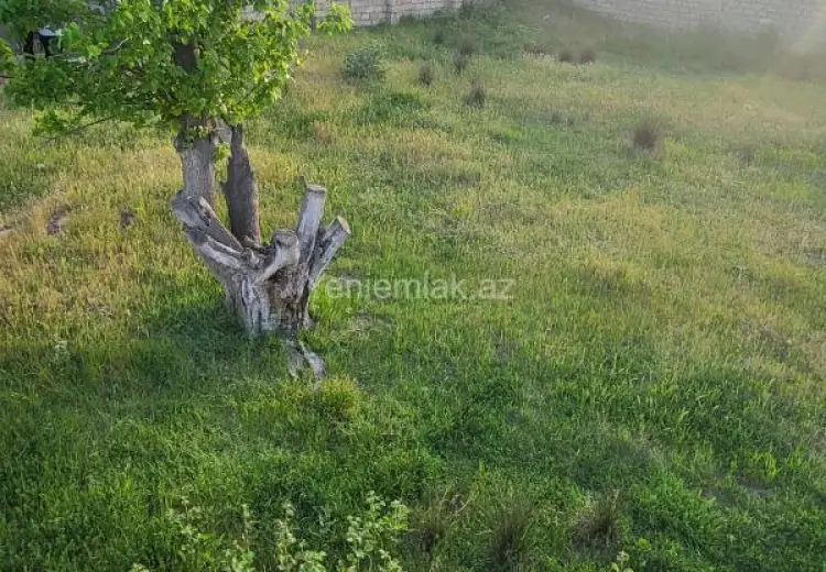10 sot Torpaq Satılır, Novxanı, Abşeron