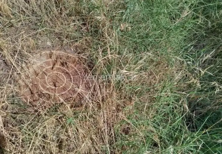 2.5 sot Torpaq Satılır, Saray, Abşeron