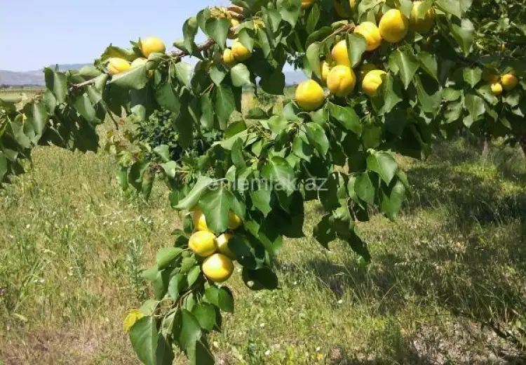 6 otaqlı mənzil Satılır, Şəki