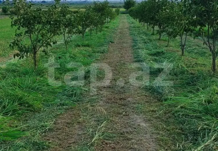 0 m² Obyekt / Ofis , Mingəçevir
