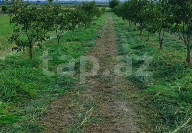 0 m² Obyekt / Ofis , Mingəçevir
