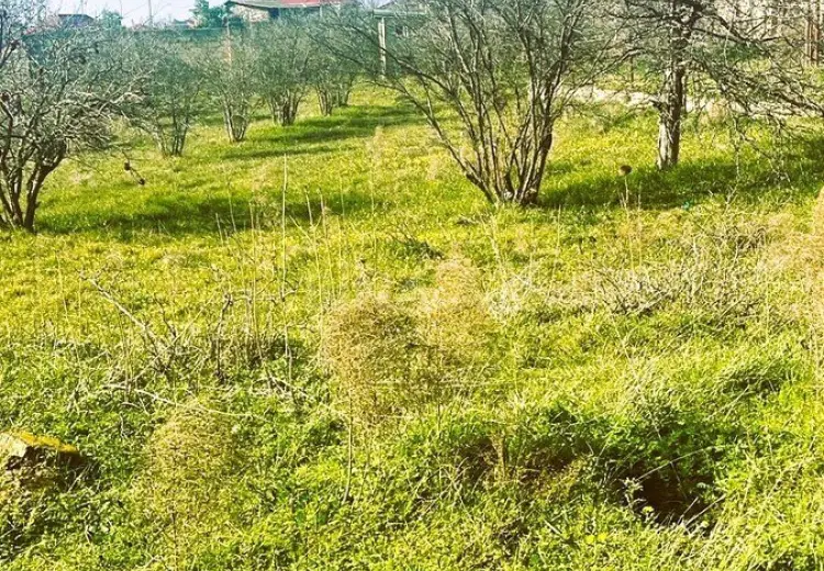 23 sot Torpaq Satılır, Novxanı, Abşeron
