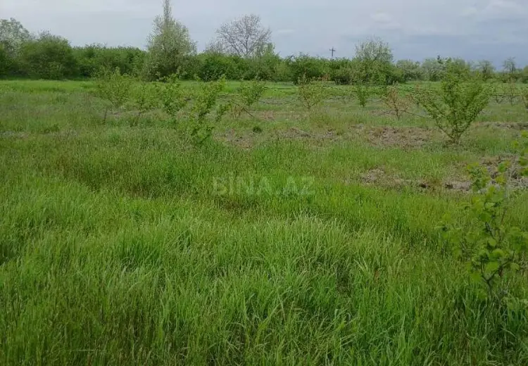 6 sot Torpaq Satılır, Saray, Abşeron