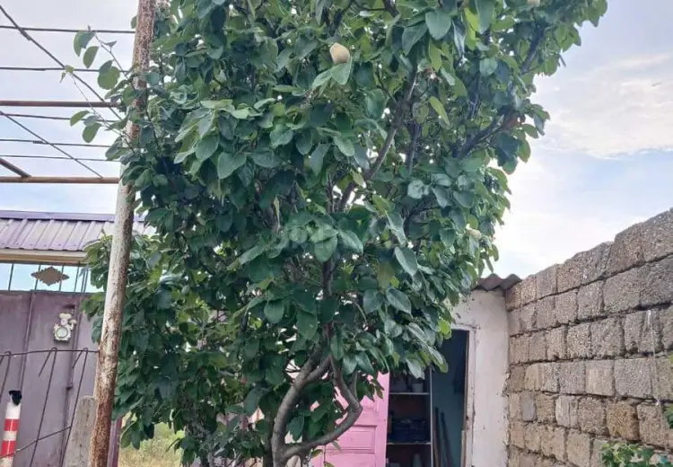 10 sot Torpaq Satılır, Nardaran qəs., Sabunçu, Bakı