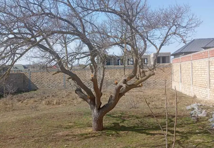 11.5 sot Torpaq Satılır, Bilgəh qəs., Sabunçu, Bakı