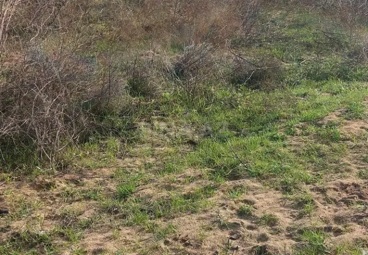 6 sot Torpaq Satılır, Nardaran qəs., Sabunçu, Bakı