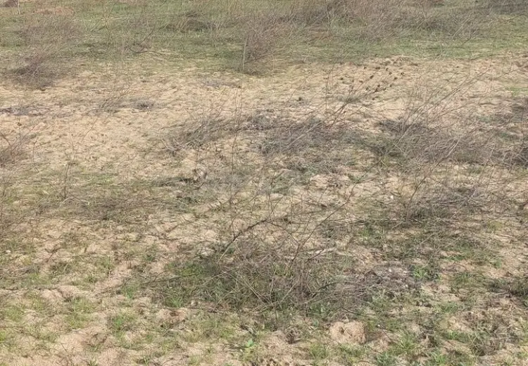 6 sot Torpaq Satılır, Nardaran qəs., Sabunçu, Bakı