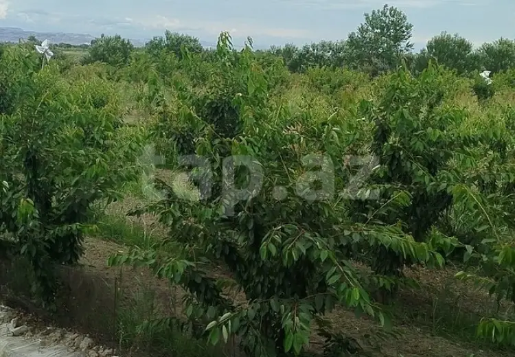 0 m² Obyekt / Ofis , Ağdaş