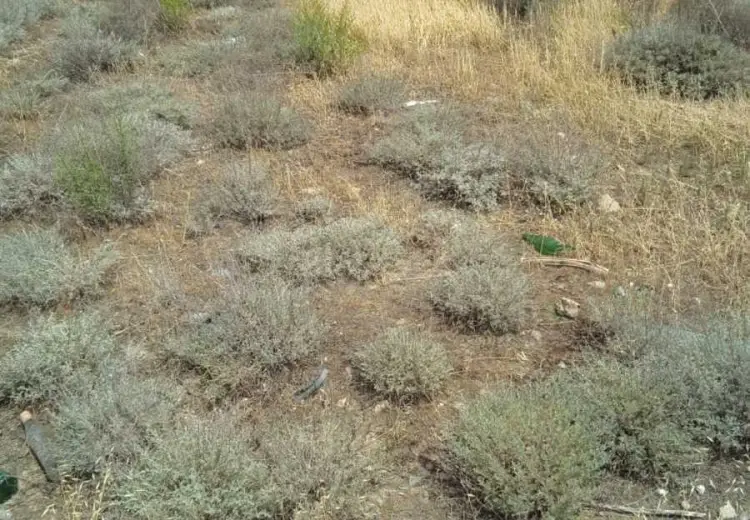 6.2 sot Torpaq Satılır, Badamdar qəs., Səbail, Bakı
