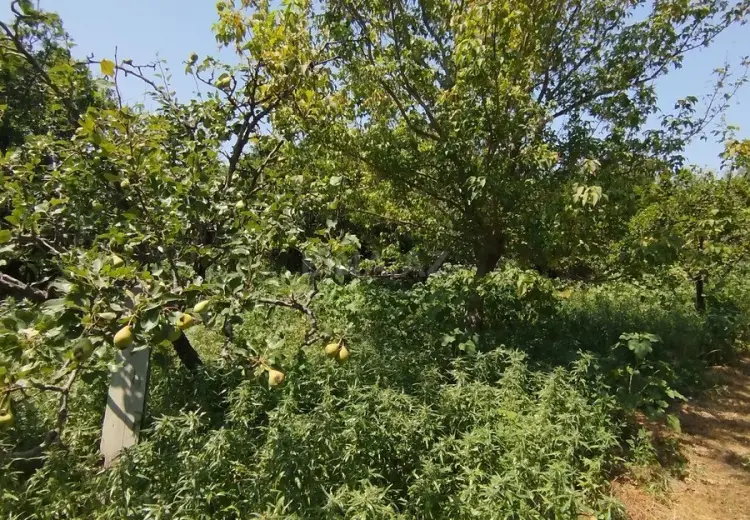 20 sot Torpaq Satılır, Novxanı, Abşeron