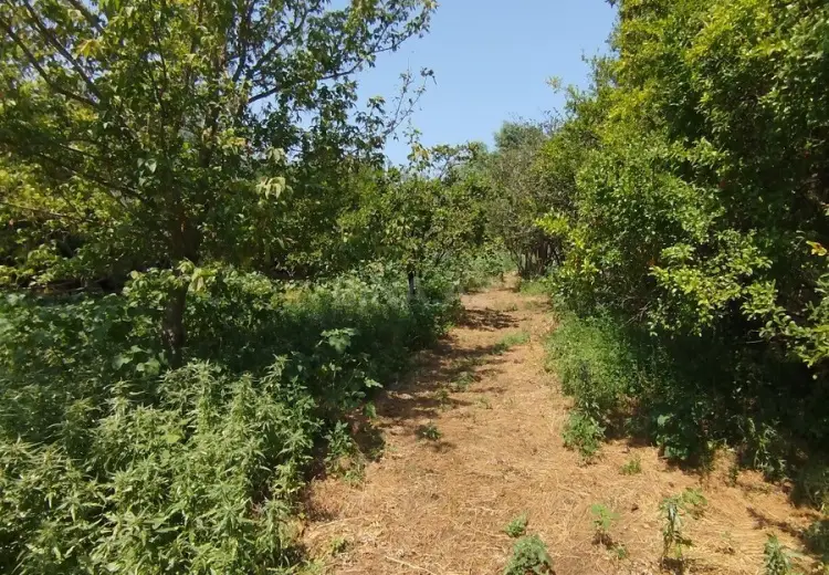 20 sot Torpaq Satılır, Novxanı, Abşeron