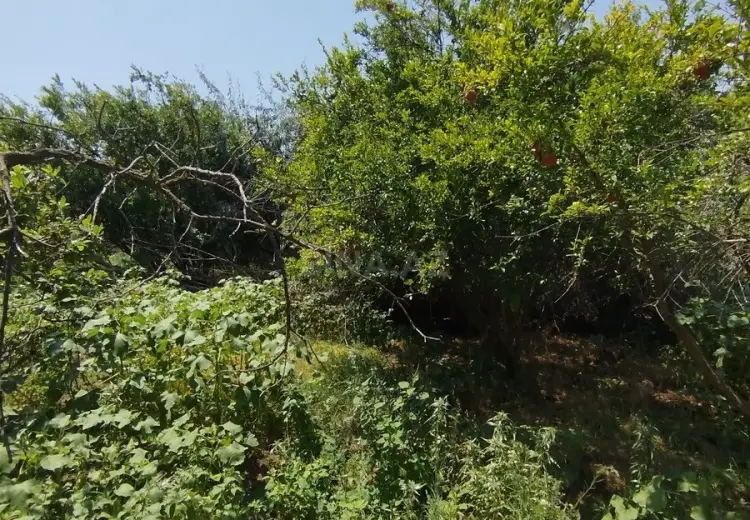 20 sot Torpaq Satılır, Novxanı, Abşeron