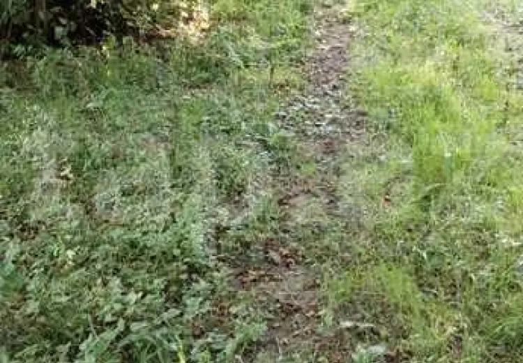 0 m² Obyekt / Ofis , Zaqatala