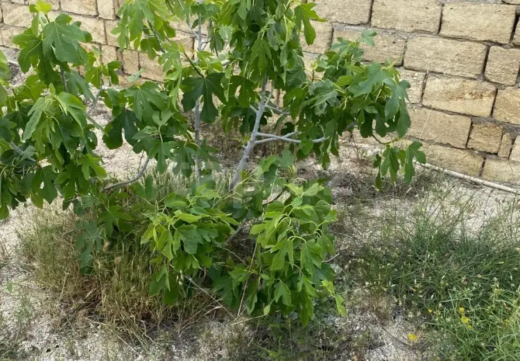 4 otaqlı mənzil , Bakı