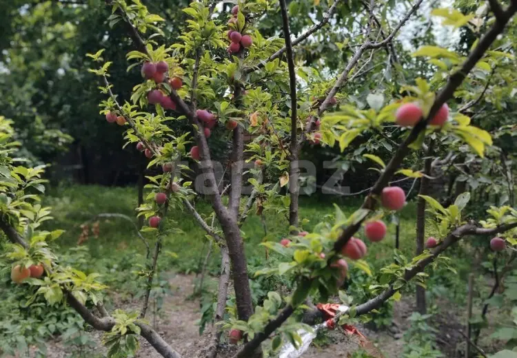 6 otaqlı mənzil , Şəki