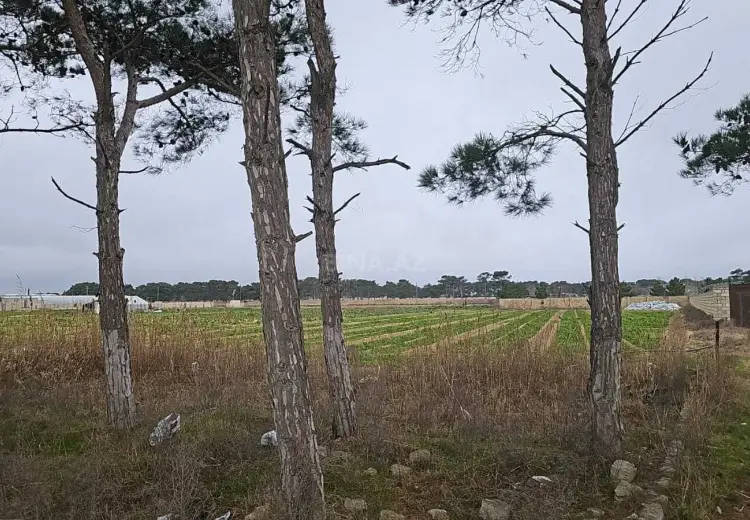130 sot Torpaq Satılır, Məştağa qəs., Sabunçu, Bakı