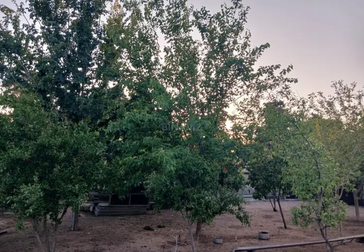 5 sot Torpaq Satılır, Buzovna, Xəzər, Bakı