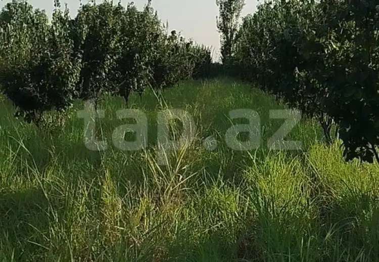 0 m² Obyekt / Ofis , Bakı