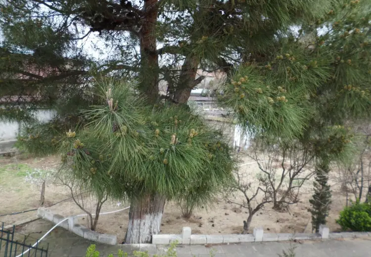 12.6 sot Torpaq Satılır, Goradil, Abşeron