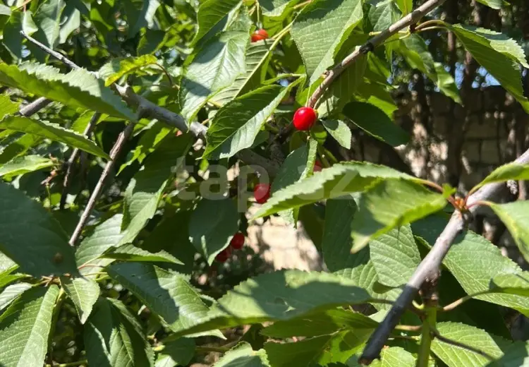 7 otaqlı mənzil , Xırdalan