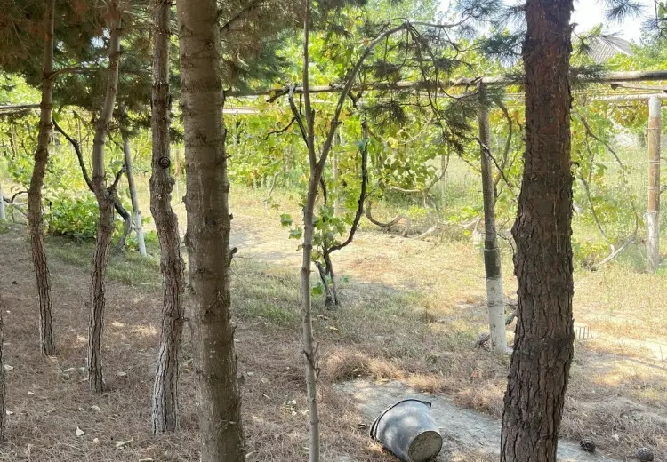 35 sot Torpaq Satılır, Bilgəh qəs., Sabunçu, Bakı