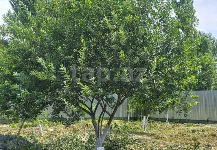 0 m² Obyekt / Ofis , İsmayıllı