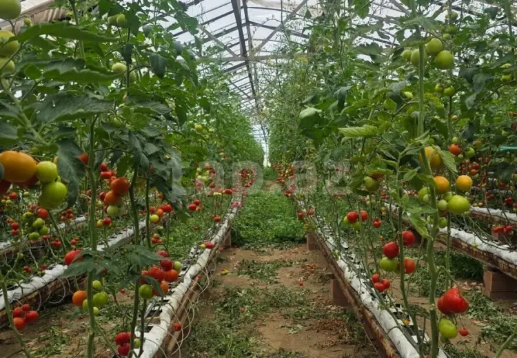 0 m² Obyekt / Ofis , Sabunçu, Bakı