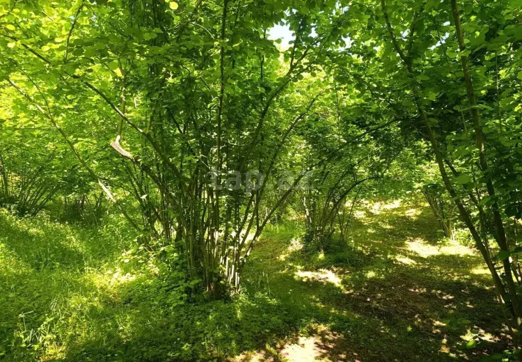 0 m² Obyekt / Ofis , Qax