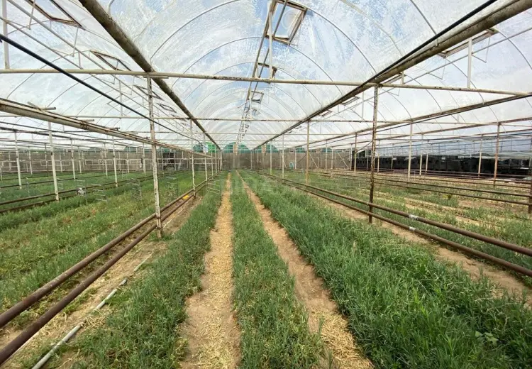6500 m² Obyekt / Ofis Satılır, Türkan, Xəzər, Bakı
