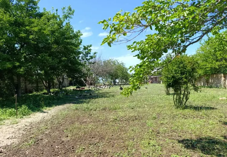 20 sot Torpaq Satılır, Novxanı, Abşeron
