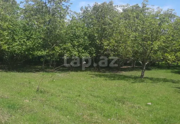 20 sot Torpaq Satılır, Qusar