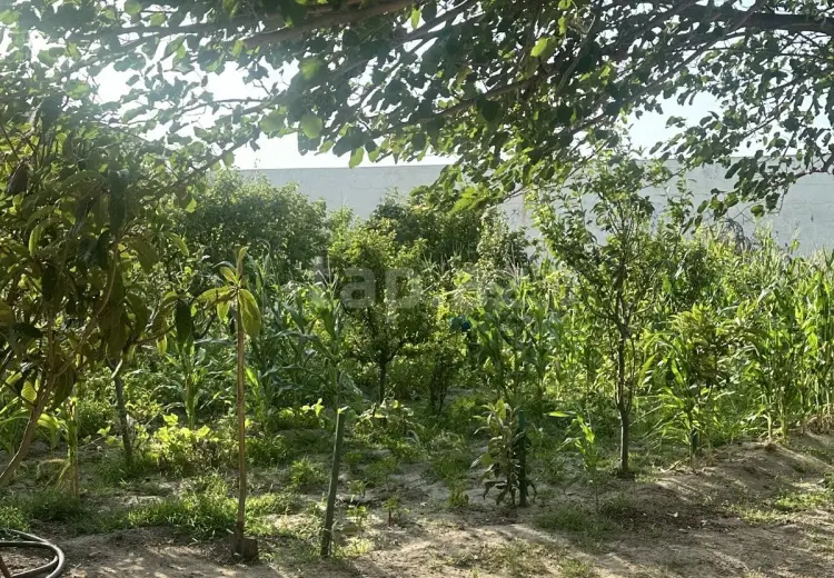 0 m² Obyekt / Ofis , Bakı
