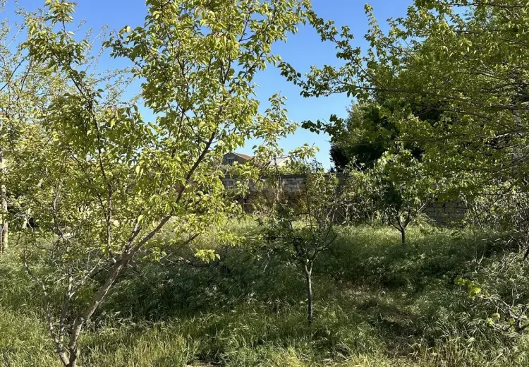 5.5 sot Torpaq Satılır, Goradil, Abşeron