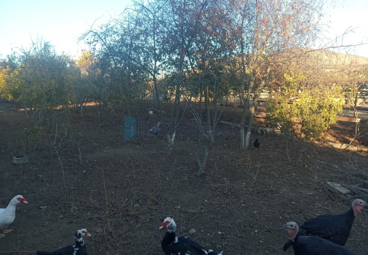 8 sot Torpaq Satılır, Qala, Xəzər, Bakı