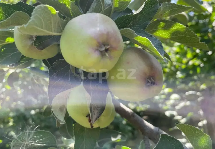 3 otaqlı mənzil , Qusar