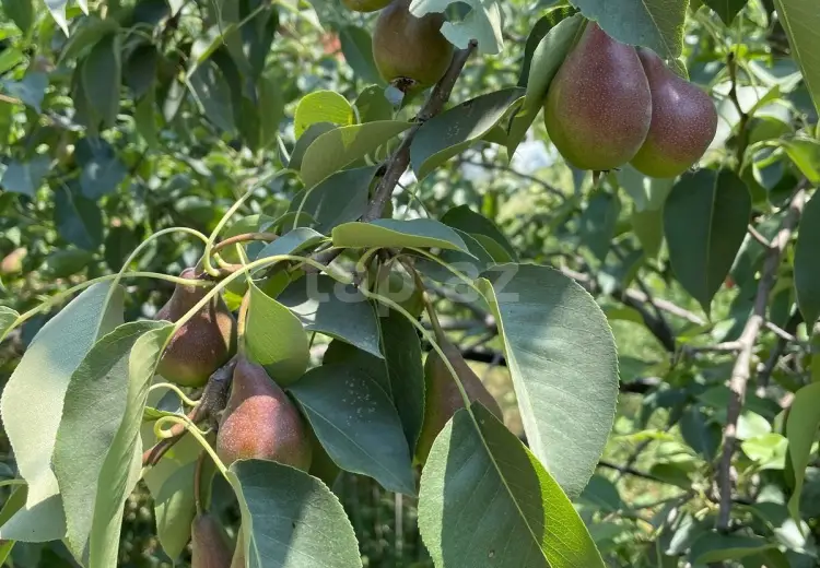 3 otaqlı mənzil , Qusar