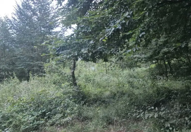 0 m² Obyekt / Ofis , İsmayıllı