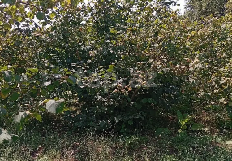 0 m² Obyekt / Ofis , Xaçmaz