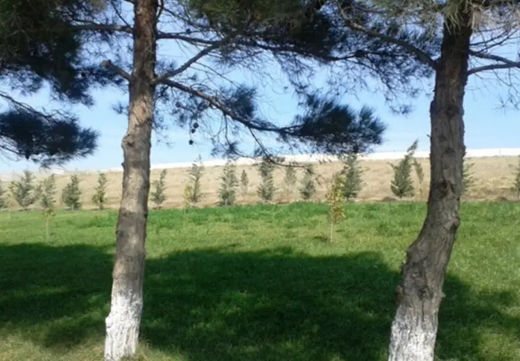 10 sot Torpaq Satılır, Saray, Abşeron