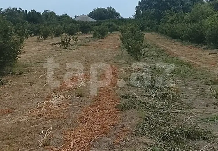 0 m² Obyekt / Ofis , Xaçmaz