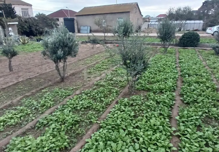 0 m² Obyekt / Ofis , Buzovna, Xəzər, Bakı