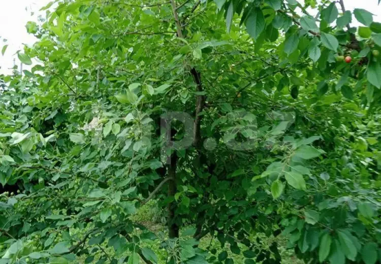 3 otaqlı mənzil , Xaçmaz
