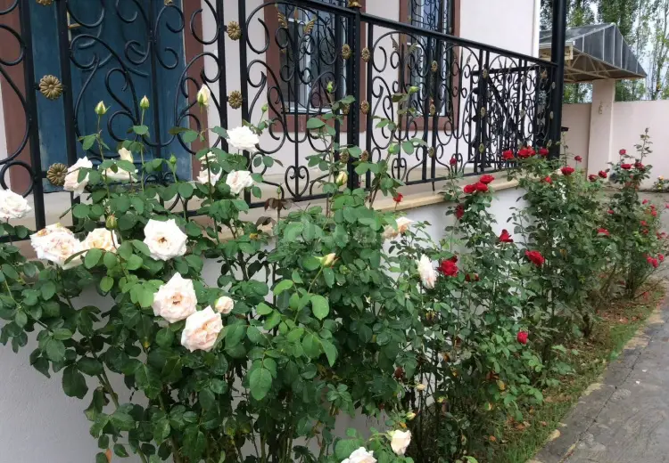 5 otaqlı mənzil , Quba