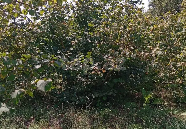 0 m² Obyekt / Ofis , Xaçmaz