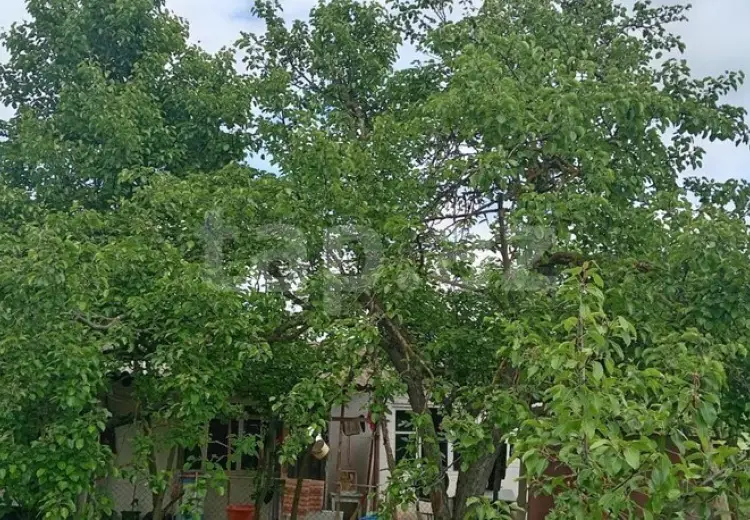 15 otaqlı mənzil , Şamaxı
