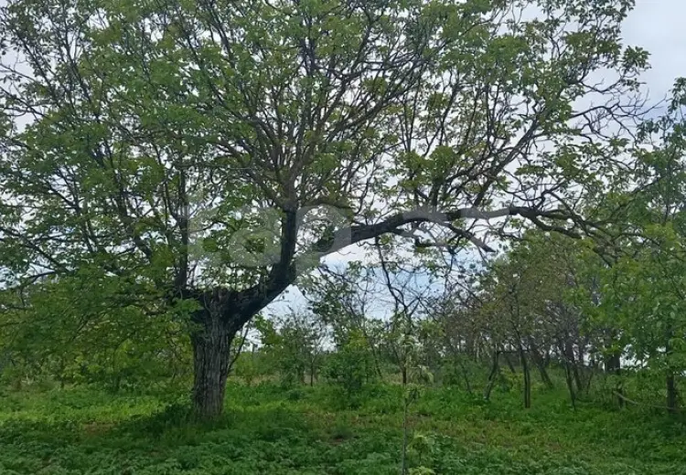 15 otaqlı mənzil , Şamaxı