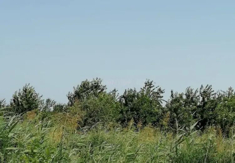 24 sot Torpaq Satılır, Xaçmaz