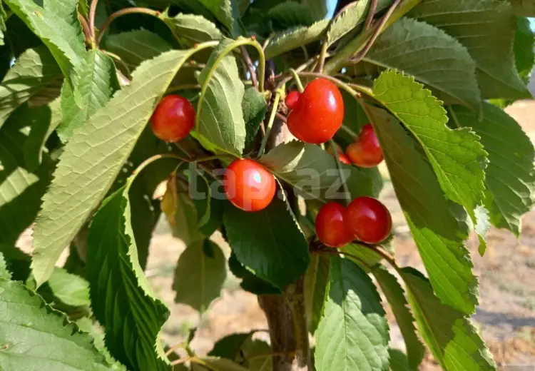 2 otaqlı mənzil , Sumqayıt