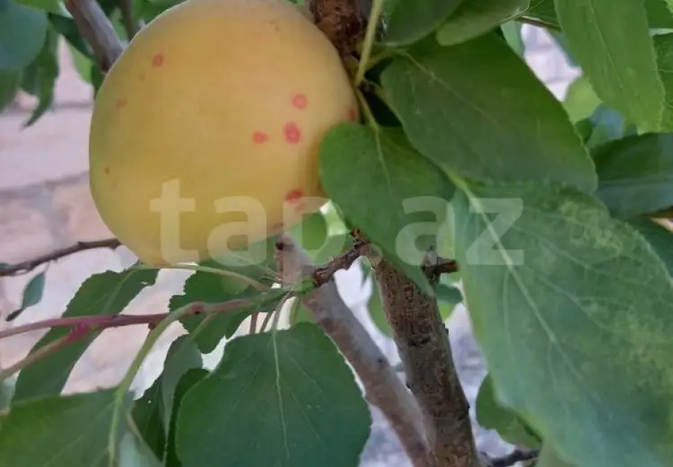2 otaqlı mənzil , Sumqayıt
