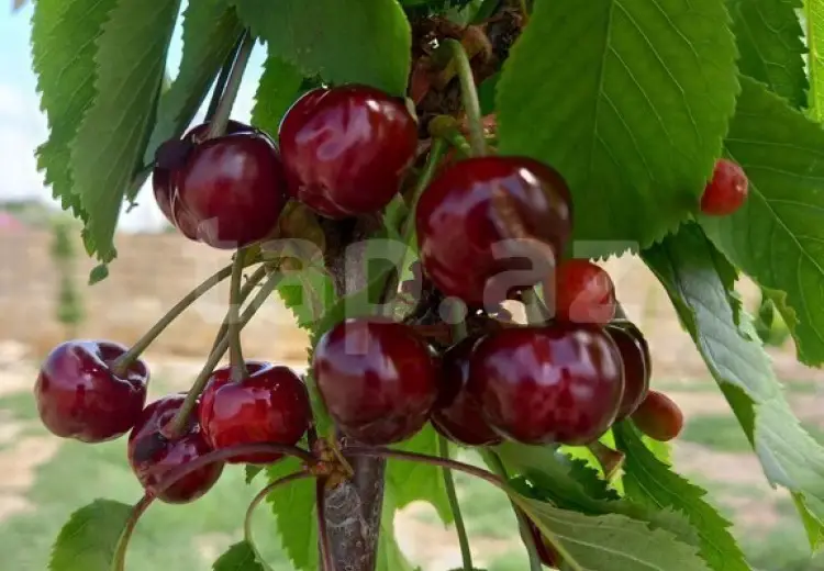 2 otaqlı mənzil , Sumqayıt
